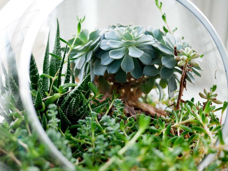 QuarilDoveMtyr Bandung